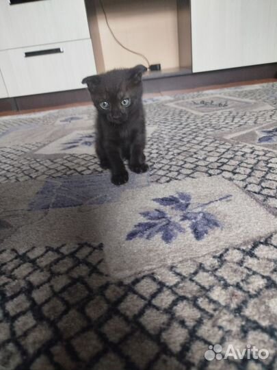 Котёнок мальчик вислоухий