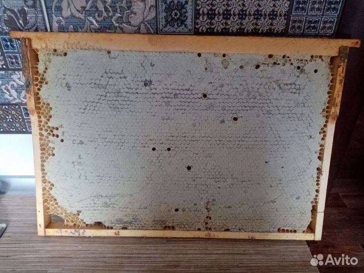 Рамка меда в сотах