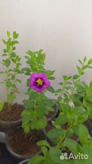 Продам укоренённые черенки Калибрахоа