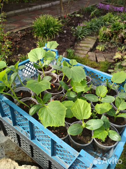 Рассада огурцов