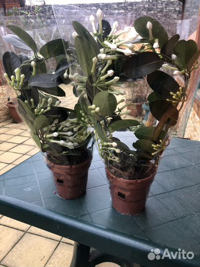 Стефанотис