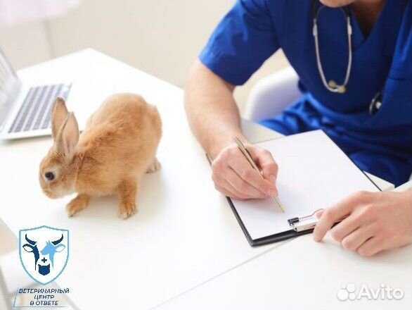 Онлайн консультация