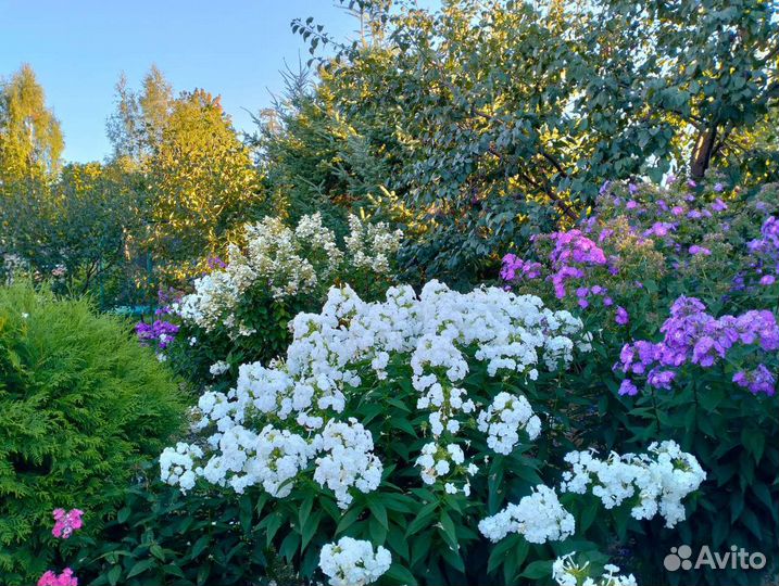 Флоксы сортовые