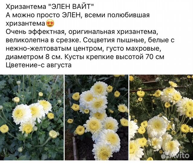 Хризантема многолетняя высокая