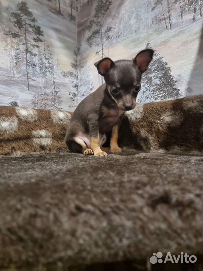 Щенки той-терьер