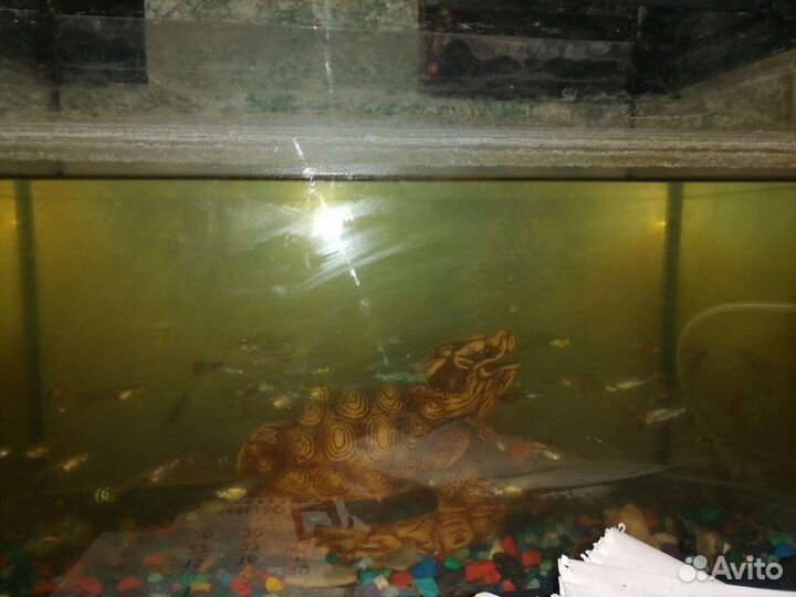 Аквариум