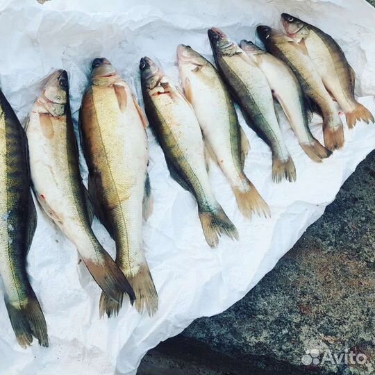 Рыбалка с Гидом