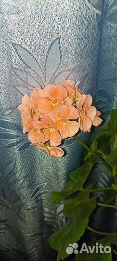 Герань пеларгония