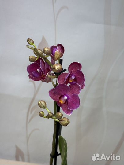 Орхидея фаленопсис