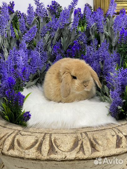 Кролики миниатюрные малыши