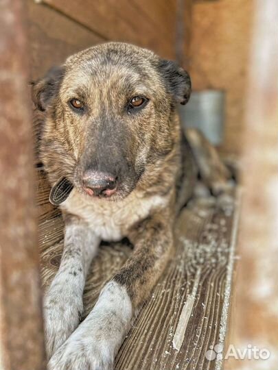 Спасите собаку из приюта
