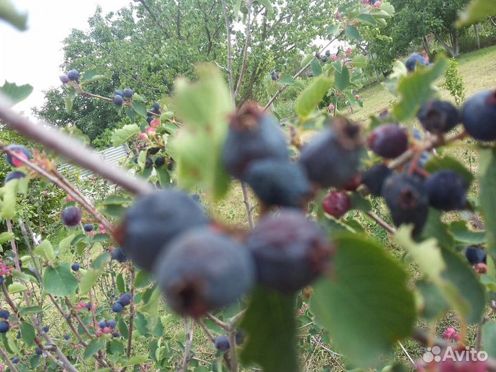 Ирга садовая