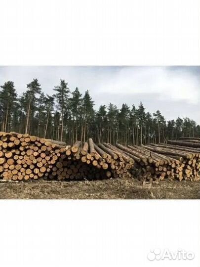 Продажа Леса