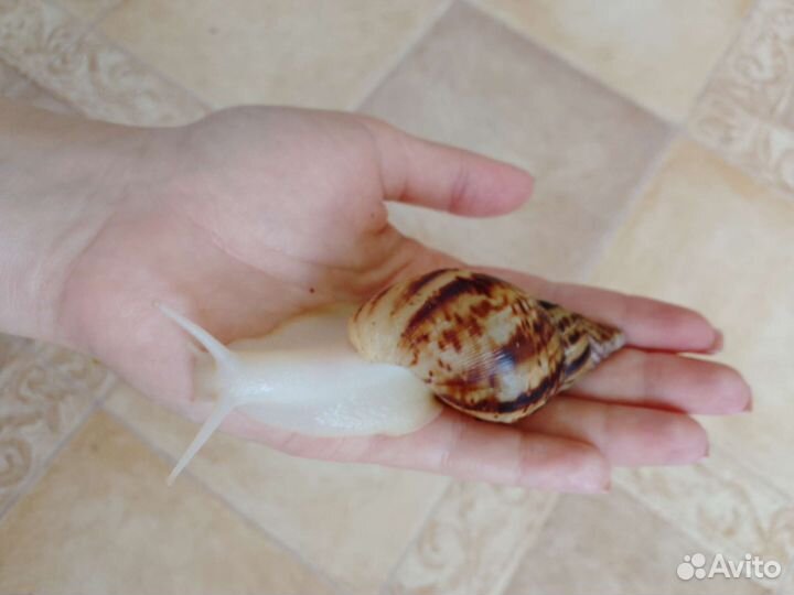 Улитка ахатина альбино