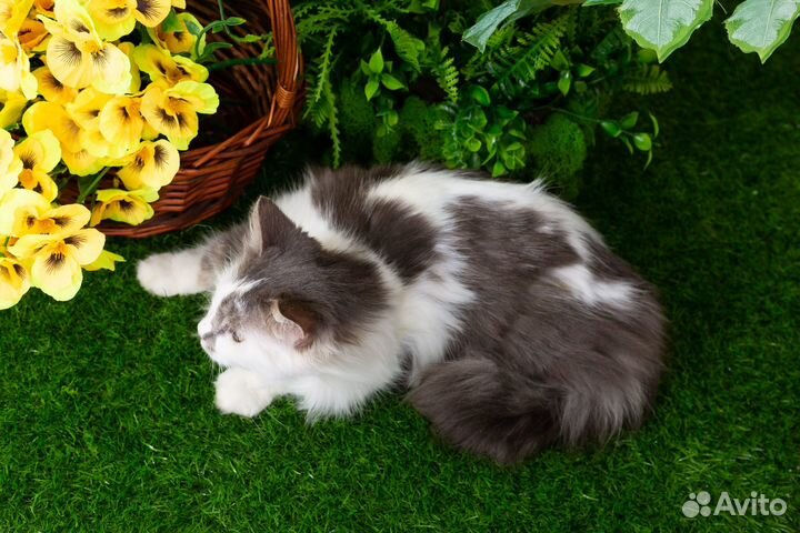 Кошка Снежана