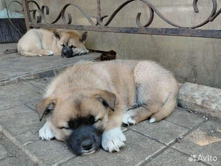 Щенки американской акиты без родословной
