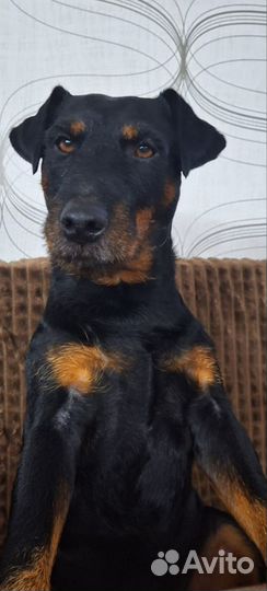 Вязка ягдтерьера в Волгоградская область