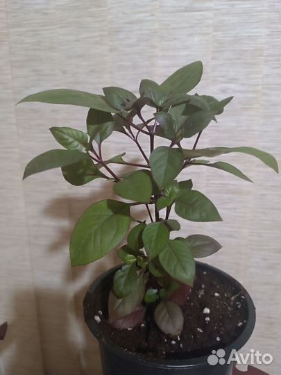 Альтернатера