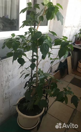 Гибискус (Роза)