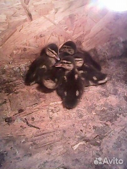 Подсадные утки