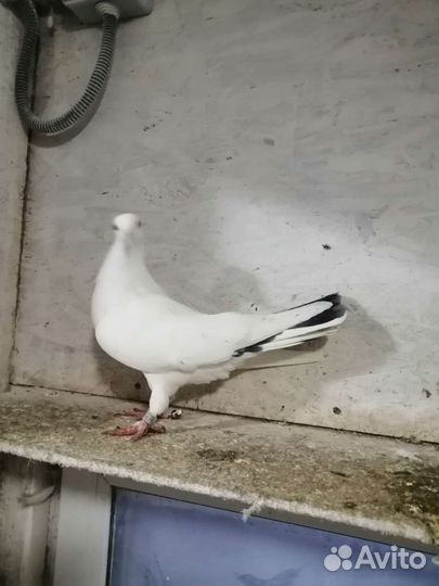 Голуби бакинские широкохвостые