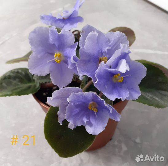 Большой выбор цветущих фиалок