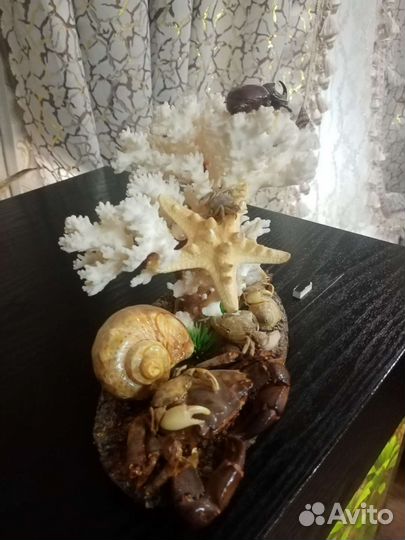 Морские кораллы