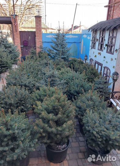 Премиум Ели от 0.8м