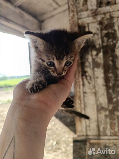 Отдам котенка в добрые руки
