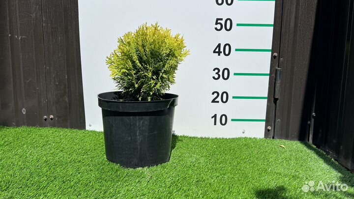 Туя даника голд 50 см