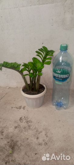 Замиокулькас зензи, карликовый