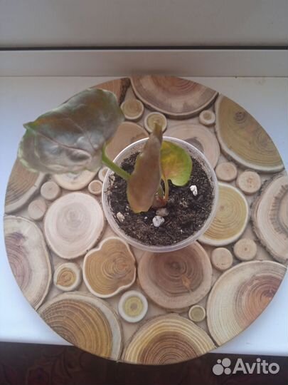 Сингониумы сортовые