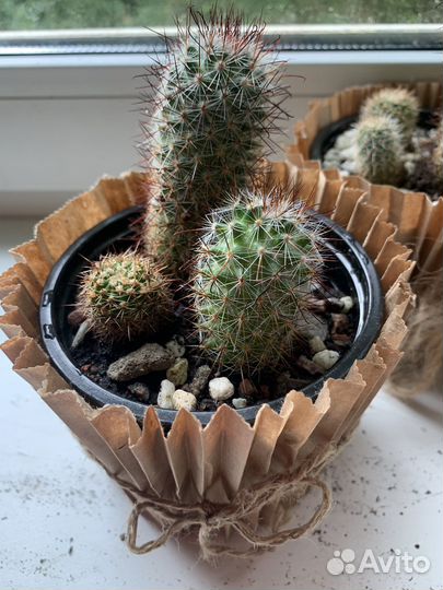 Кактус маммилярия