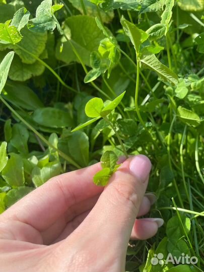 Клевер четырехлистный