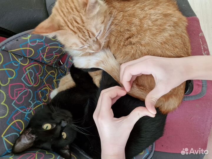 Гостиница для кошек и собак