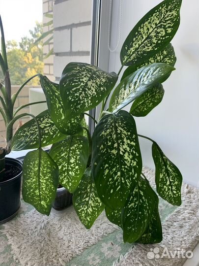 Диффенбахия