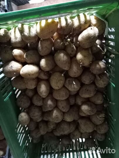 Семенной картофель