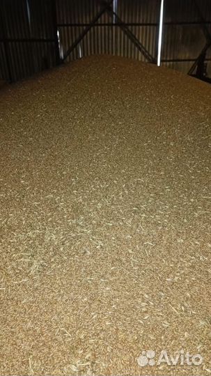 Зерно пшеница