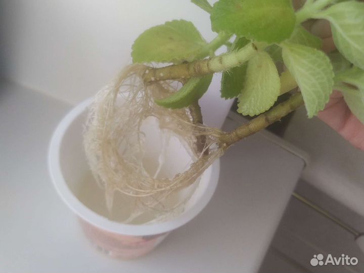 Мята домашняя