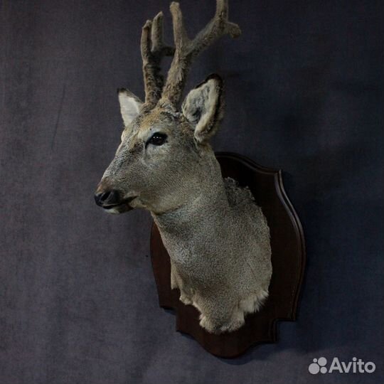 Таксидермия чучело головы косули имитация