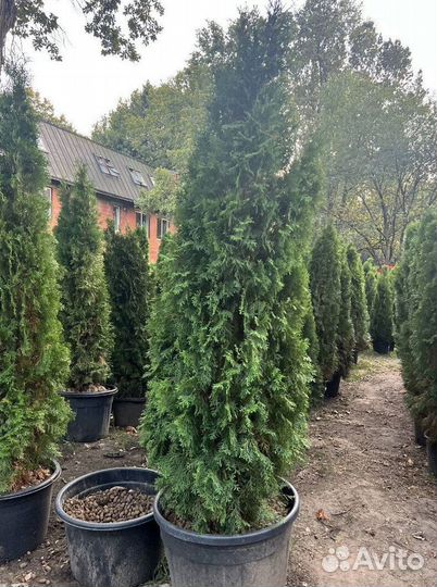 Туя Смарагд с бесплатной доставкой