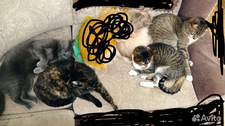 Коты и кошки