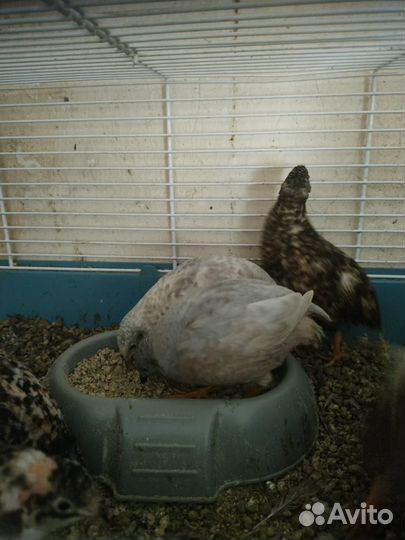 Китайские расписные перепела