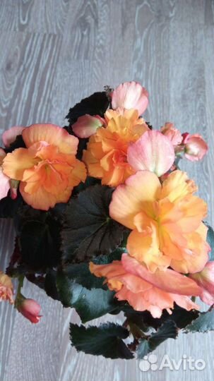 Бегония элатиор трехцветная