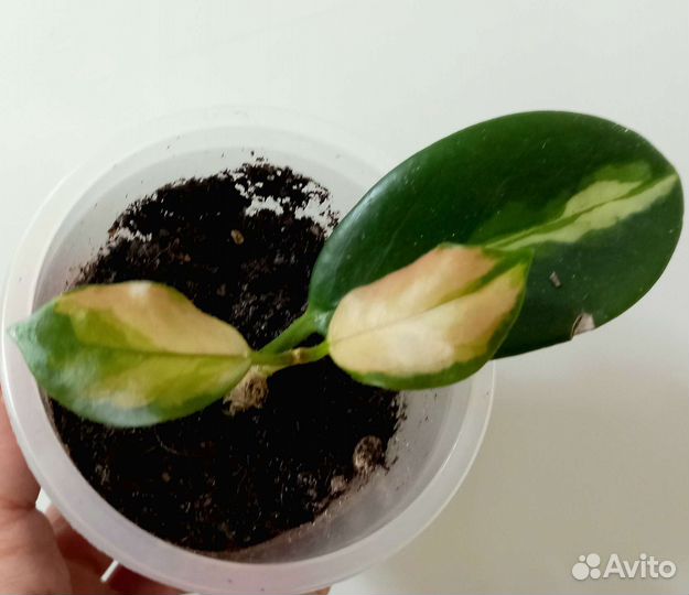 Хойя australis Lisa