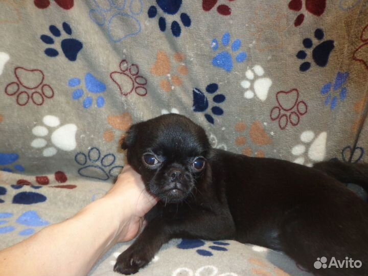 Щенки с родословной