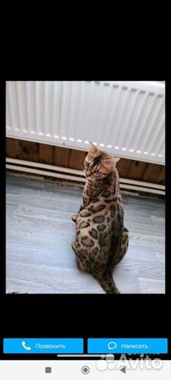 Бенгальские котята