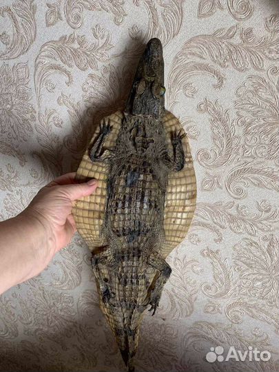Чучело крокодила. 60 см