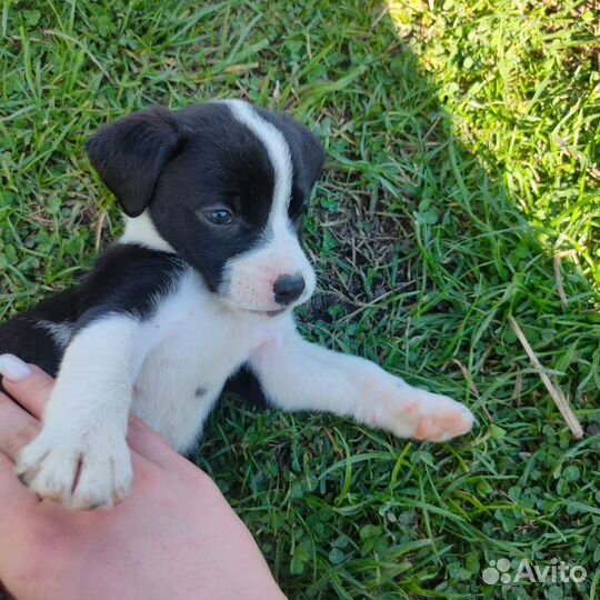 Собака девочка в добрые руки щенок