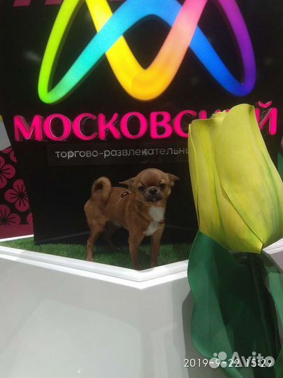 Чихуахуа вязка